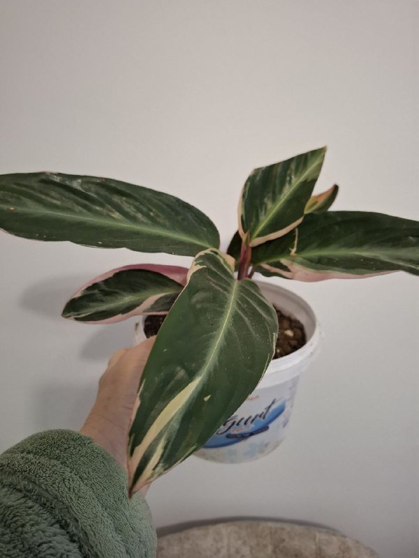 Цветы суккуленты, фикус, сингониум, строманта 4