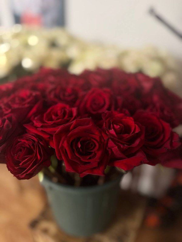 Красные и белые розы