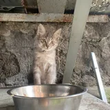 Кошечка Френни ищет передержку или семью 3