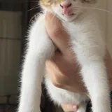Котята 2