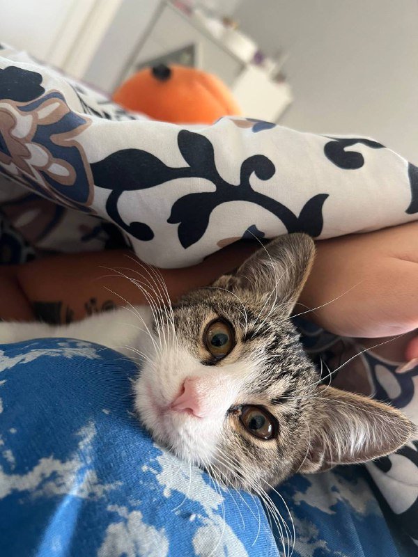 Кошка Тами ищет дом, 3 месяца 2