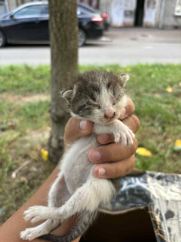 Новорожденные котята ищут дом 4