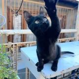 Черная кошечка 4