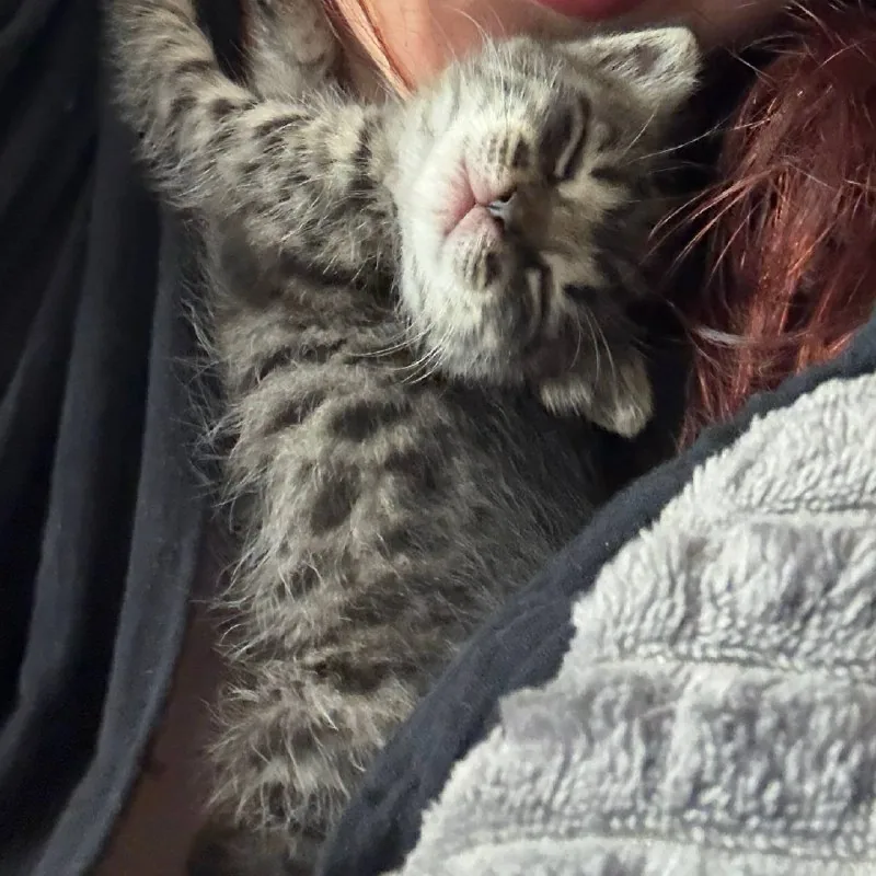 Котёнок Киси ищет дом или передержку 1