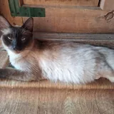 Сиамская кошка 2