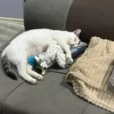 Кошка Минти 6