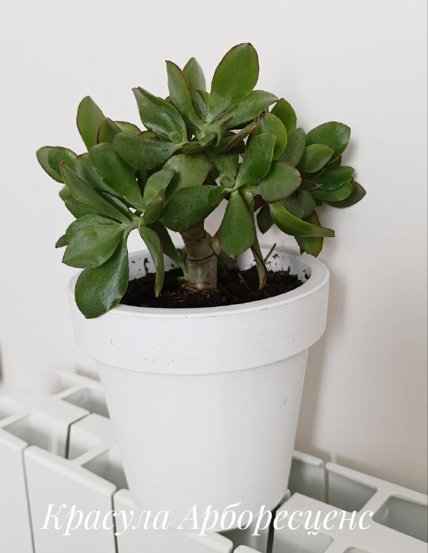 Декабрист, Суккуленты, Хлорофитум, Красула 5