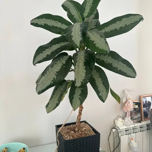 Растение Aglaonema, горшок, удобрение, пульверизатор