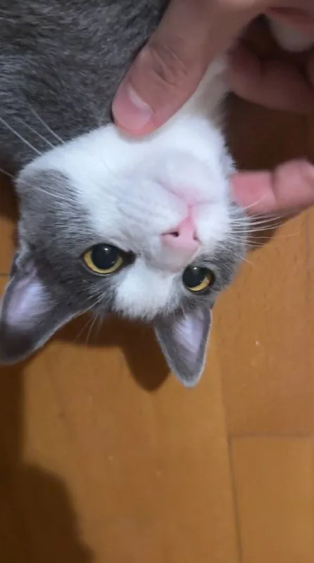 Котёнок Вишня 1