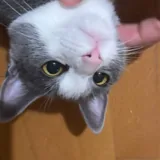 Котёнок Вишня 1