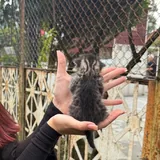 Котёнок ищет дом 2