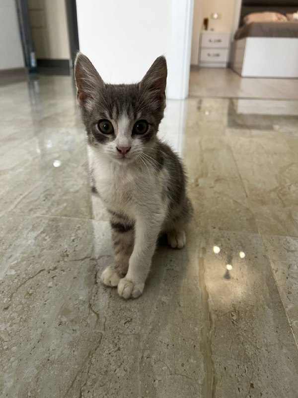 Котёнок, ласковая девочка ищет дом 2