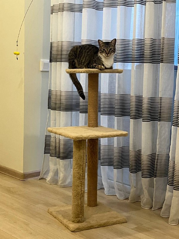Когтеточка домик для кошки