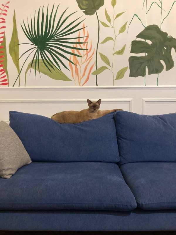 Кот Девон-Рекс кастрированный ласковый 2