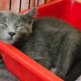 Котенок Бампси 2