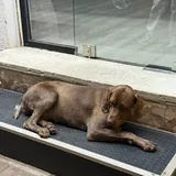 Собака 2