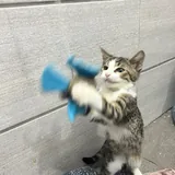 Котёнок Тео 2