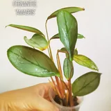 Комнатные растения, цветы 2