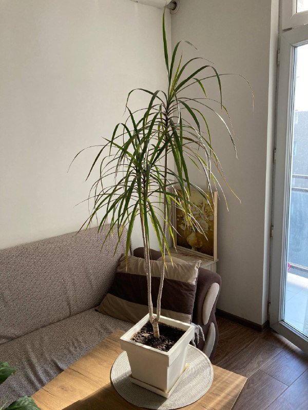 Драцена комнатное растение, Швейный набор, Монополия, Бомбер S-M