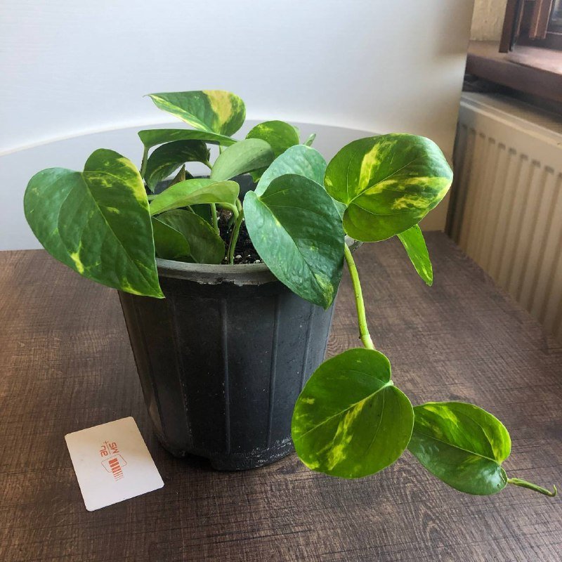 Хлорофитум, Сциндапсус, Каланхое, Каллизия, Ледебурия цветы в горшках 5