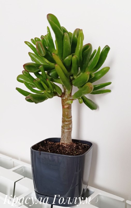 Декабрист, Суккуленты, Хлорофитум, Красула 4