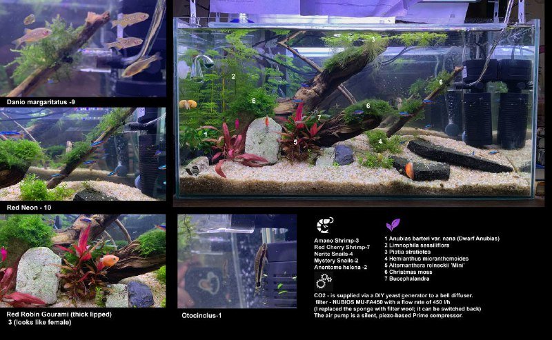 Аквариум с рыбками и растениями