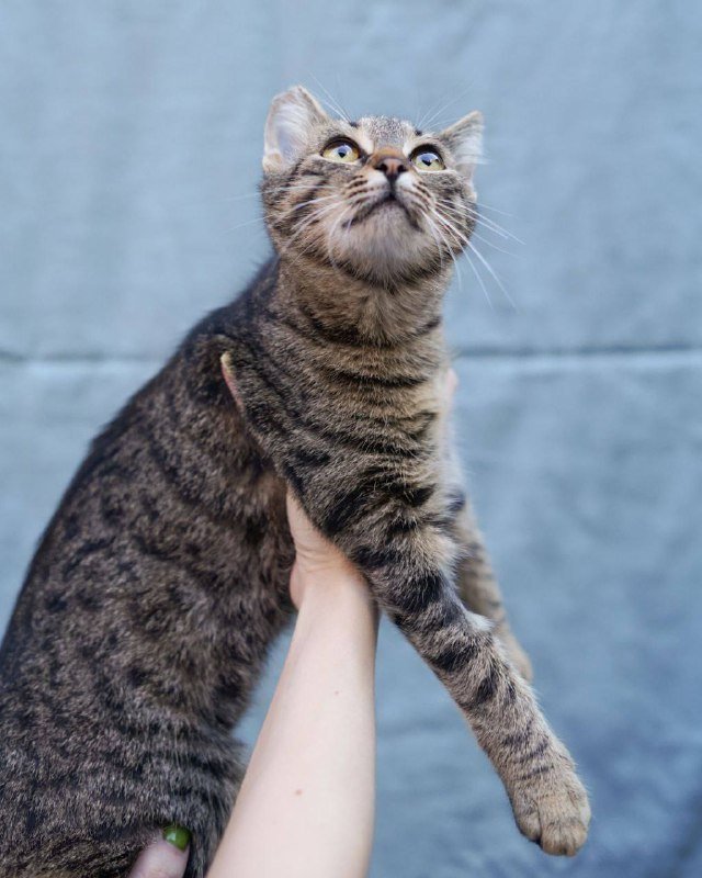 Котёнок Эшли для дома 3