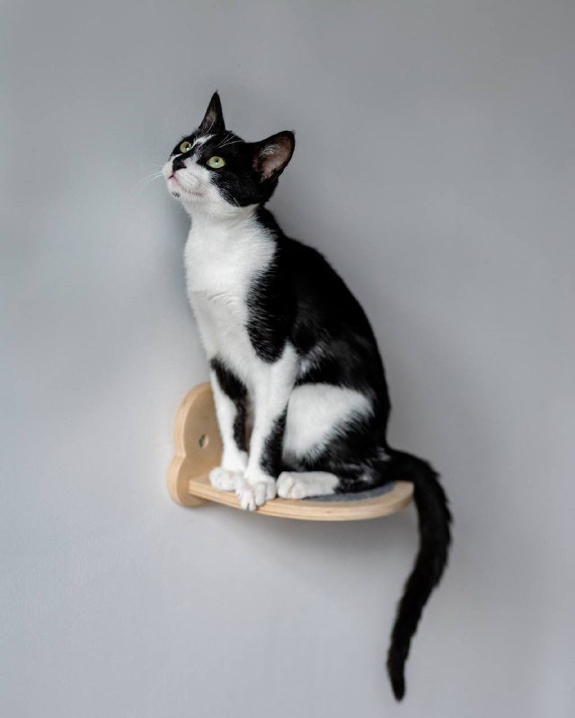 Котёнок Браин ищет дом 5