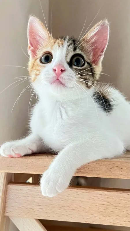 Котёнок Крошка 1