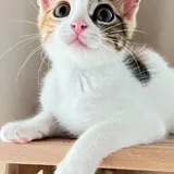 Котёнок Крошка 1