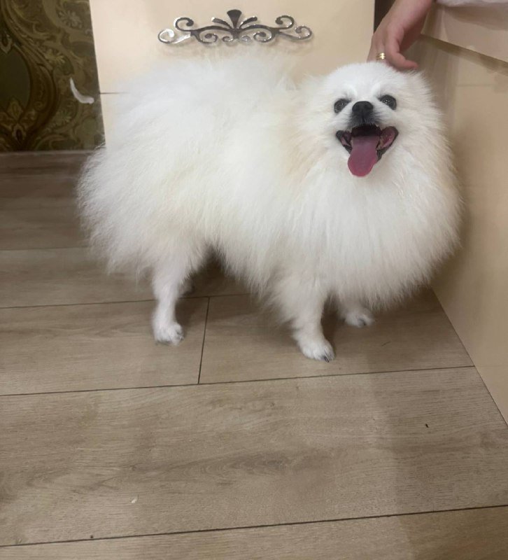 Мальчик шпицуля мини крем 2