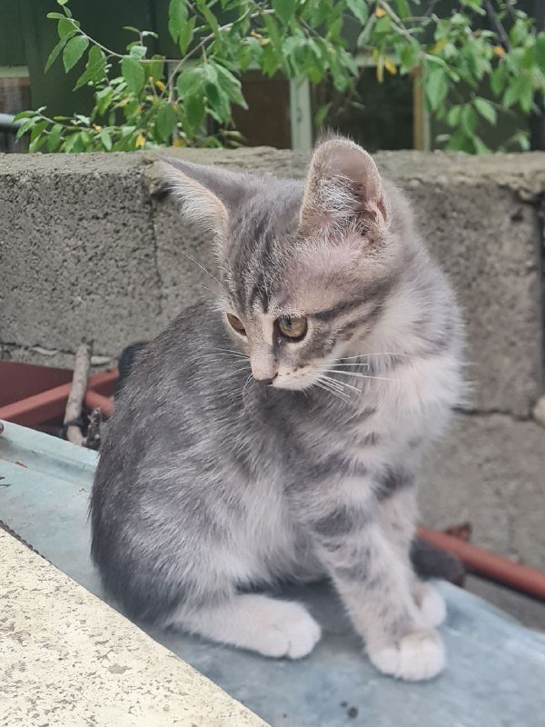 Котята ласковые и милые 8