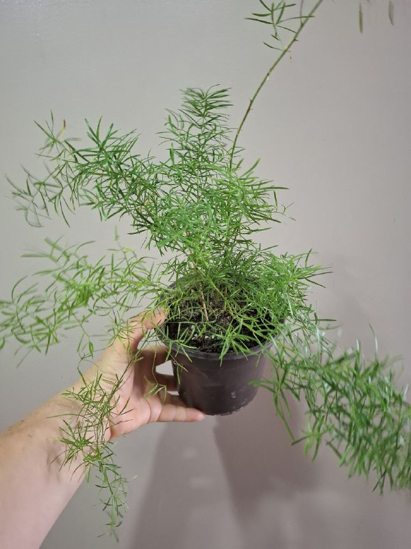 Папоротник, маранта, колеус, хлорофитум, суккуленты, монстеры, фикусы 6