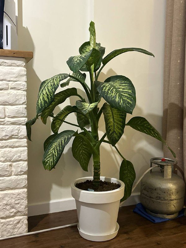 Комнатное растение в горшке