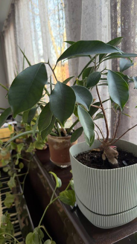 Растения, Манстера большая 3