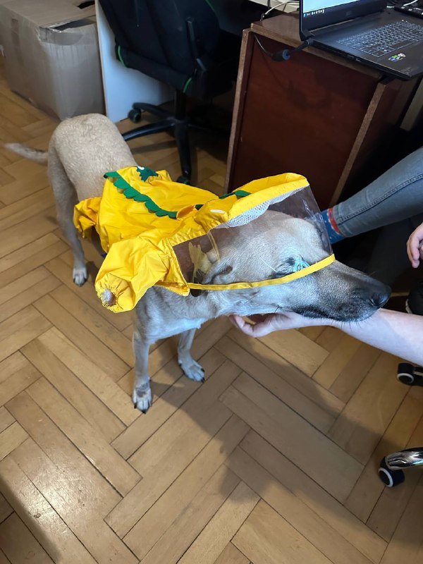 Дождевик для маленькой собаки 2