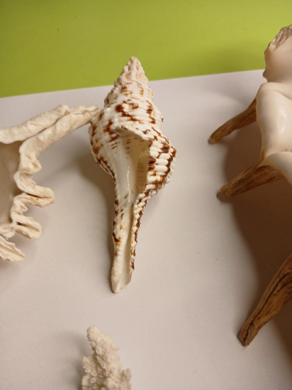 Морские раковины Lambis truncata, Charonia tritonis и коралл 3