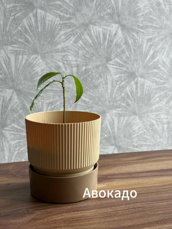 Денежное дерево, Спатифиллюм, Юкка, Авокадо, Лимон 4