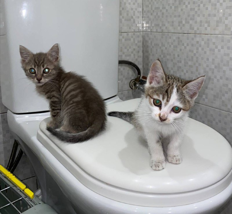 котята 1,5 месяца