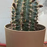 Кактусы 3
