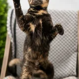 Трёхцветная кошка 3