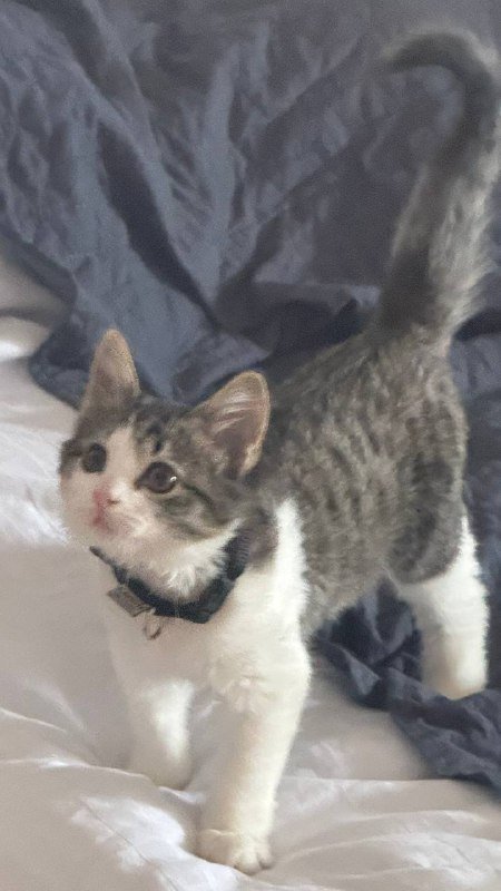 Котенок Скутер 4 месяца ищет дом 2