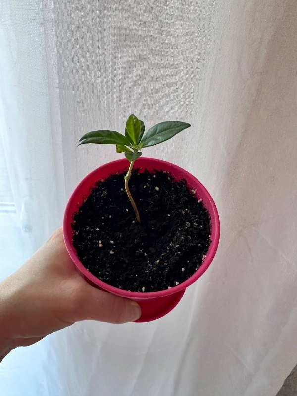 Комнатные растения: традесканция зебрина, кофе арабика, цитрусы, авокадо, цикламены, азалия розовая, мини-хризантемы 7