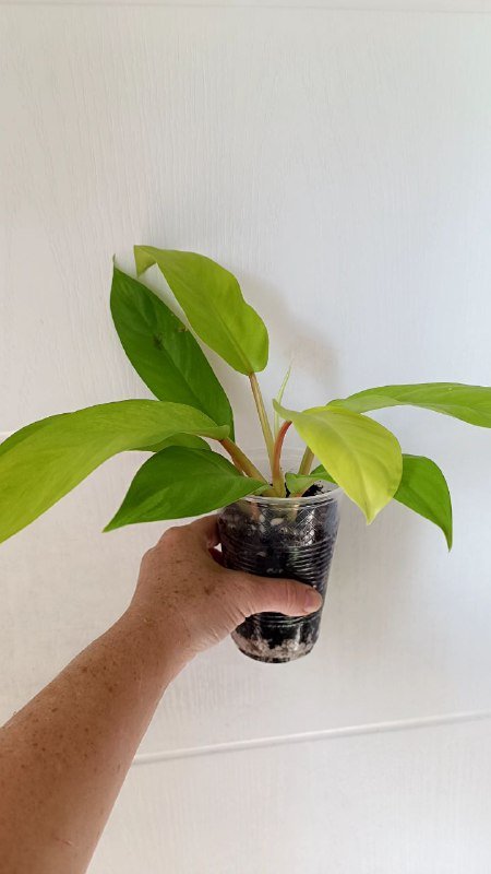 Филодендрон Голди Лок растение 2