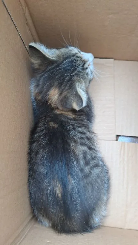 Отдам котёнка
