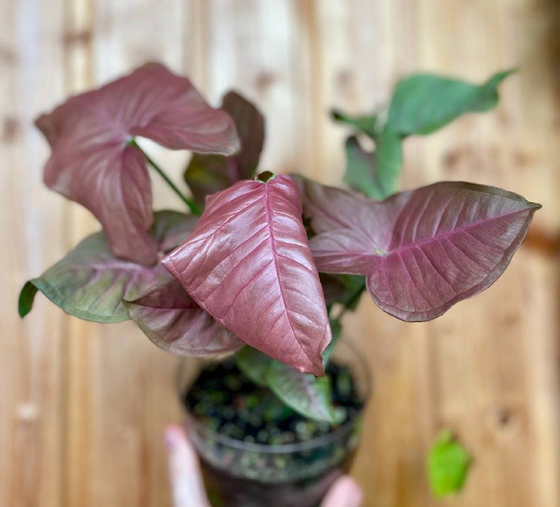 Домашнее растение Сингониум пинк неон в горшке 2