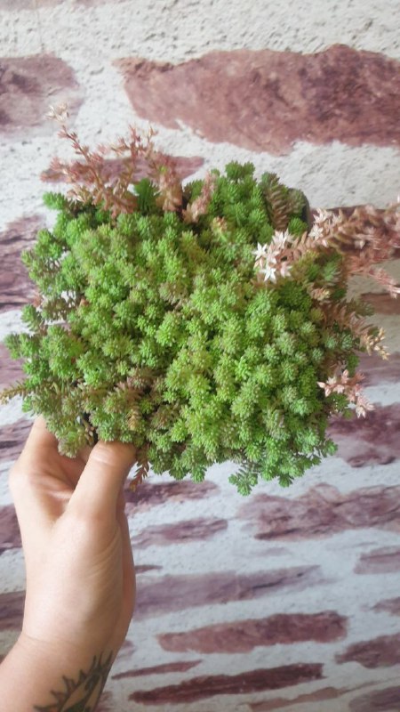 Мини гранат, Плющ, Туя, Почвопокровный сукулент 5
