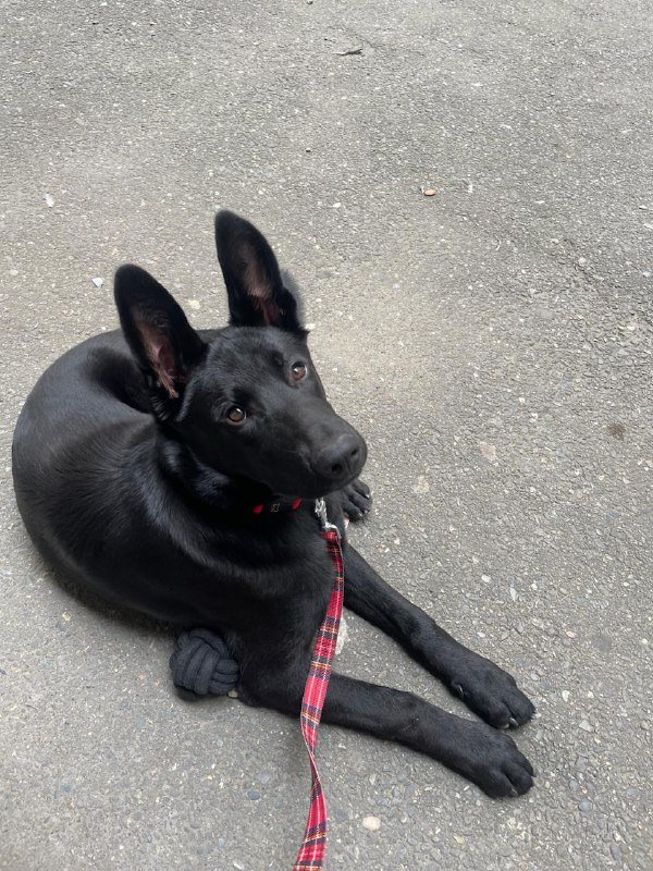 Собака 10 месяцев Ушки ищет дом