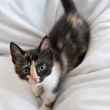 Котёнок Соняшко ищет семью 1