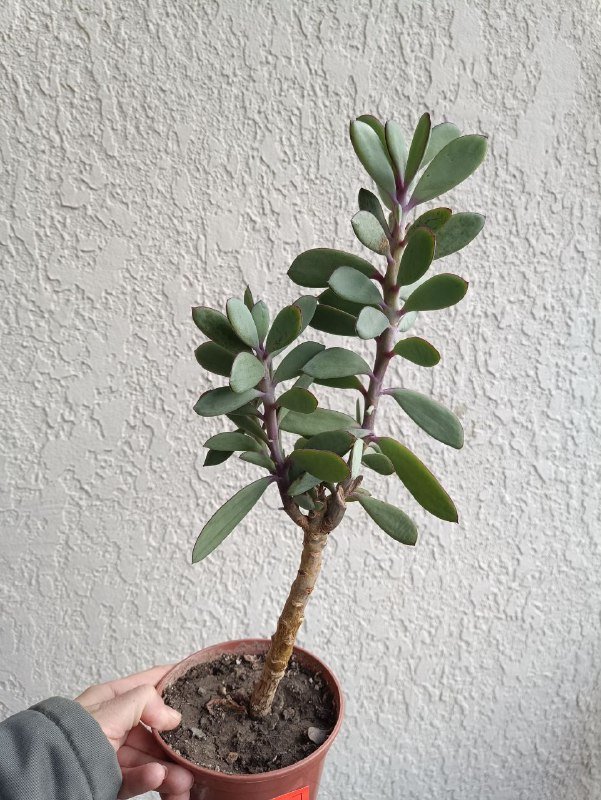 Алоэ вера, Крассула, Замиокулькас растения 6